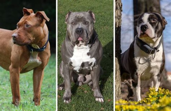 Unleashing The Enigma Of "Pitbulls Son": Discoveries And Insights