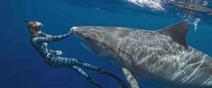What Is Ocean Ramsey S